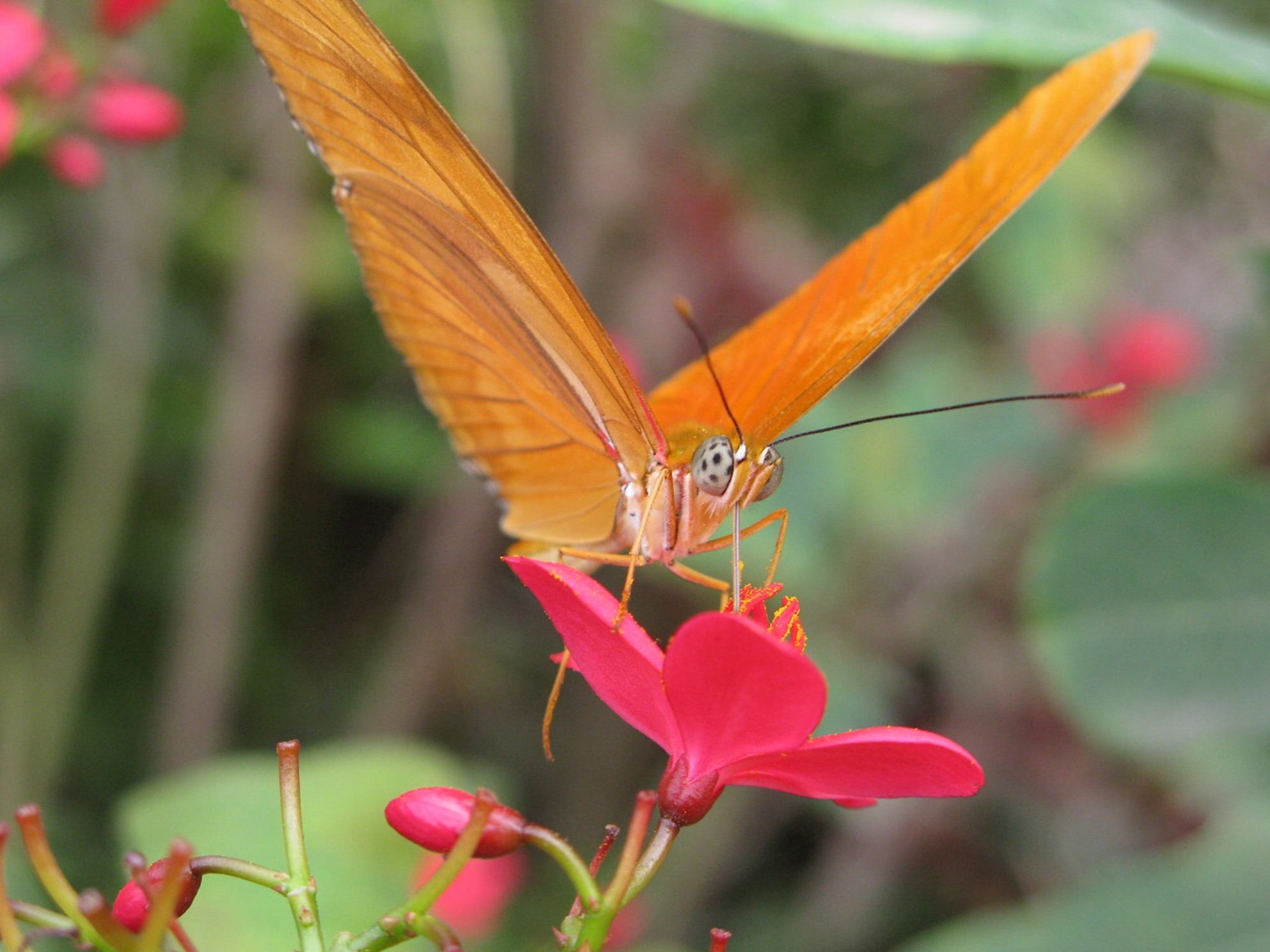 The butterfly effect