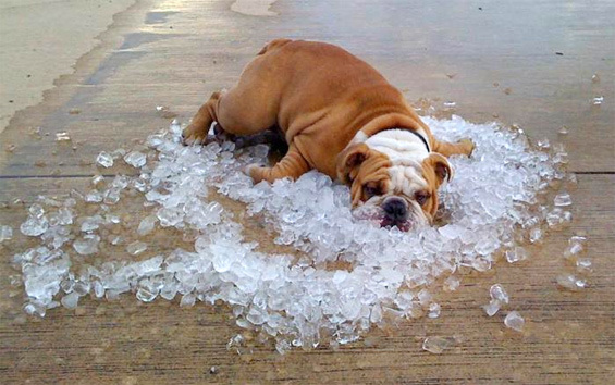 Too cool to cool down