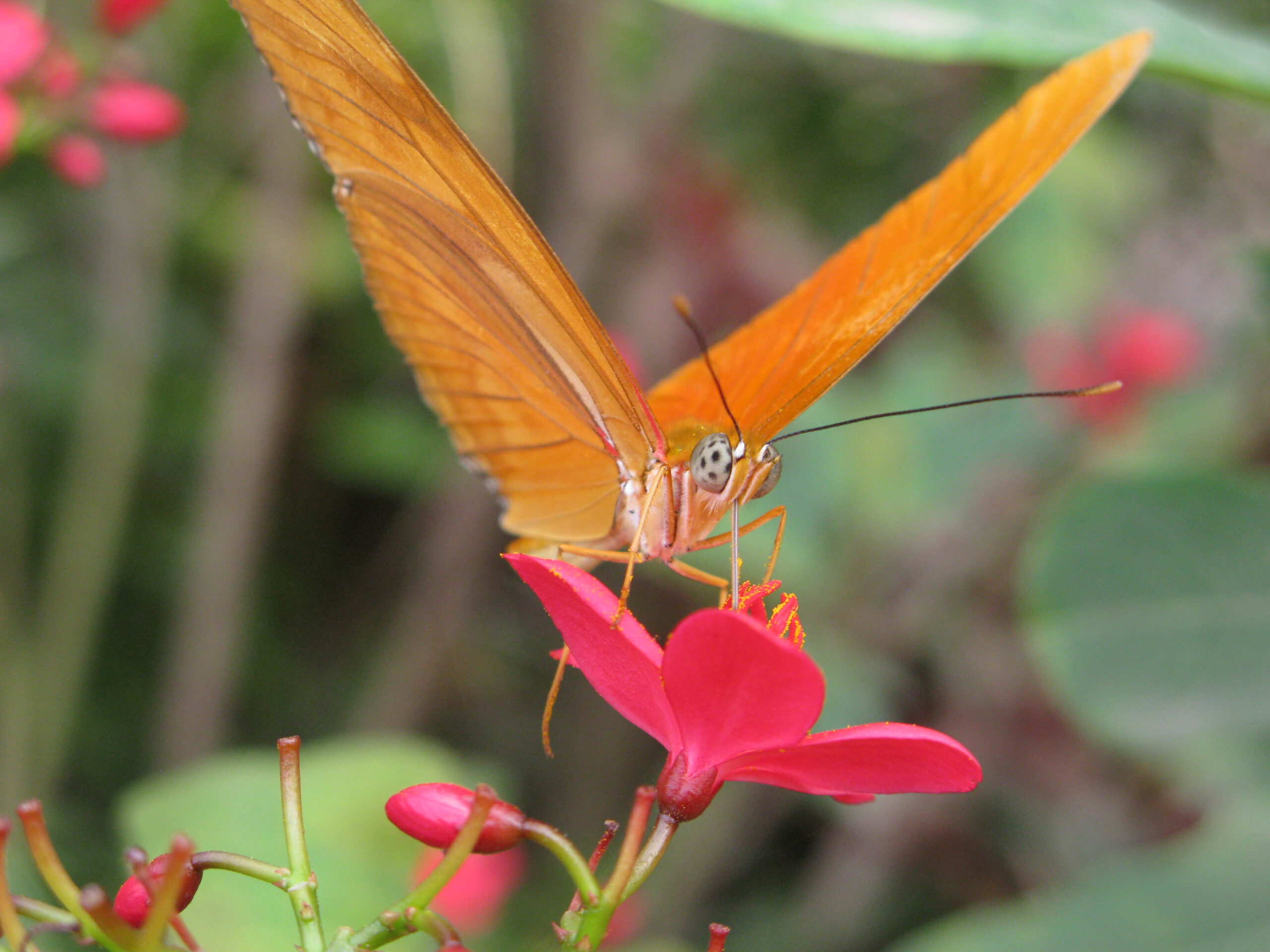 Papillons